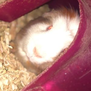 Meet your Posher, Pedro s